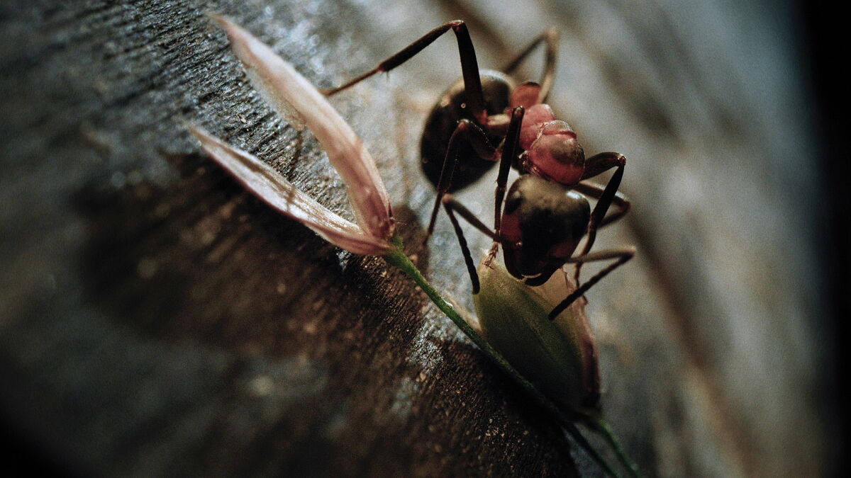 Szene aus Insekten - Helden im Verborgenen