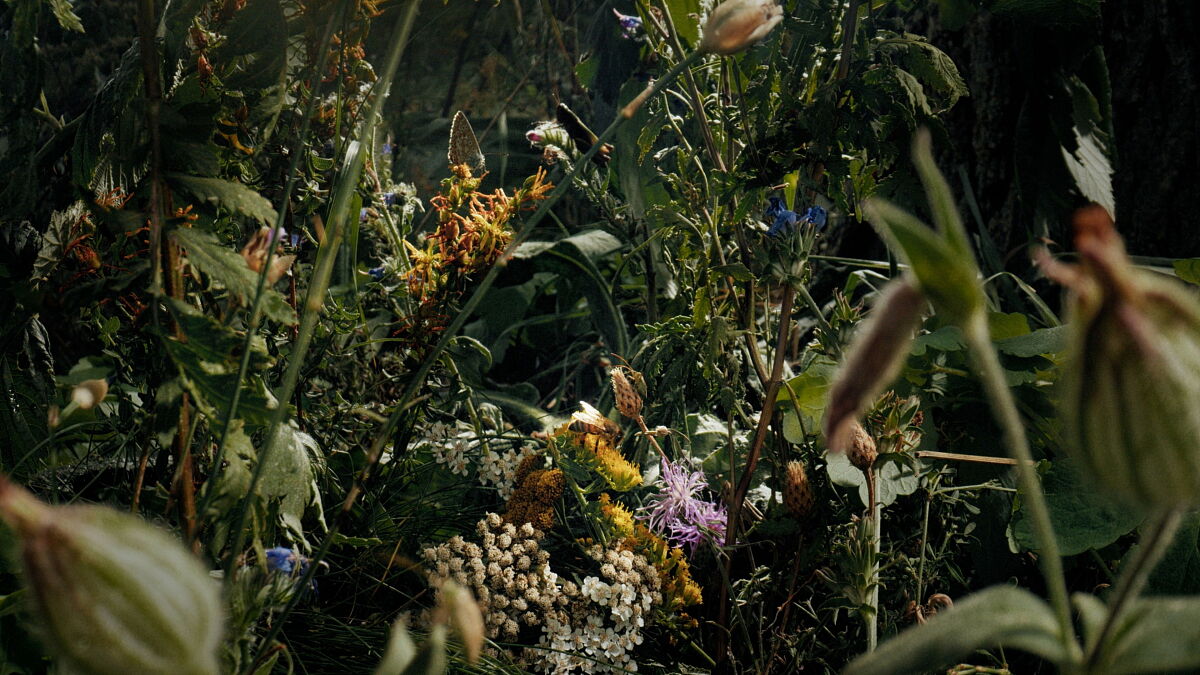 Szene aus Insekten - Helden im Verborgenen
