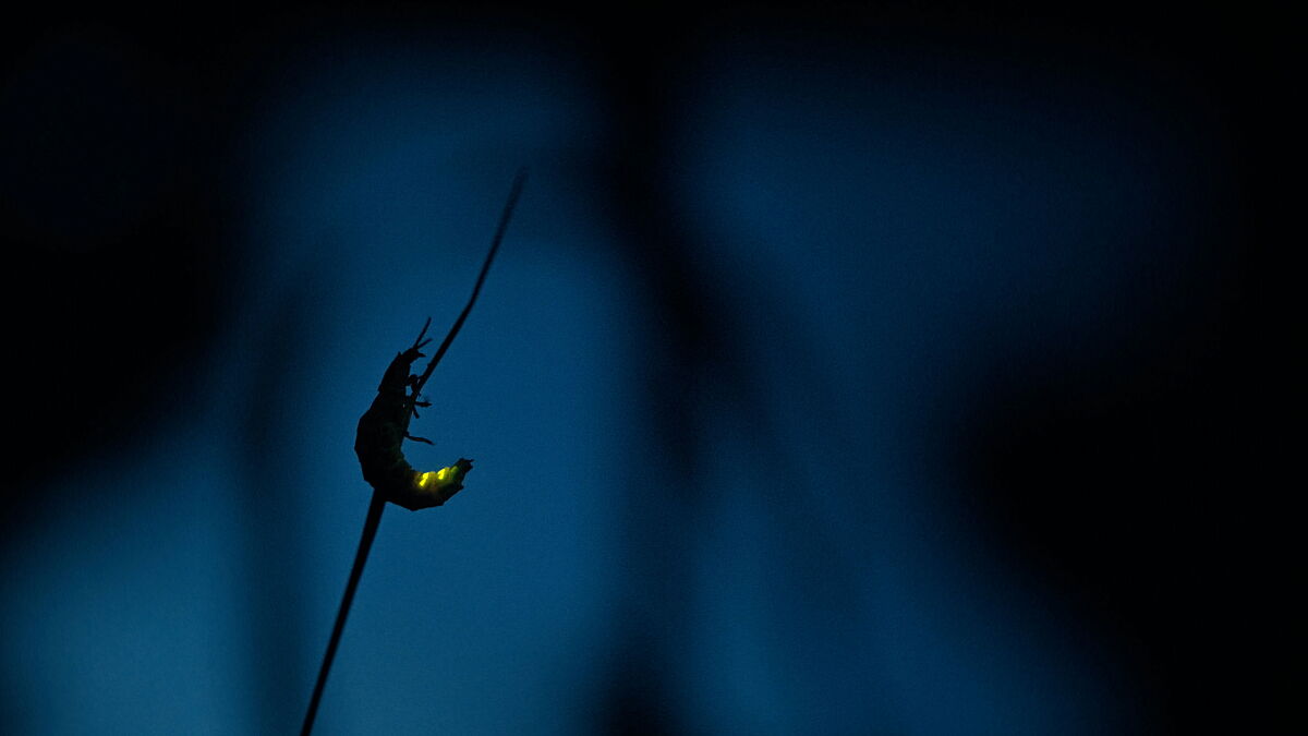 Szene aus Insekten - Helden im Verborgenen