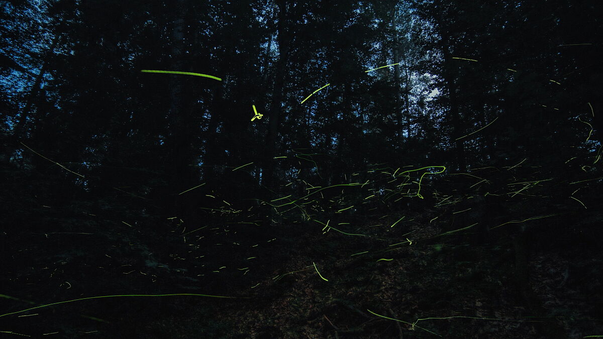 Szene aus Insekten - Helden im Verborgenen